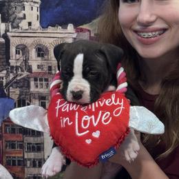 Red collar - Black male American Staffordshire Terrier puppy in Cloverdale, Indiana from Woodshire American Staffordshire Terrier’s