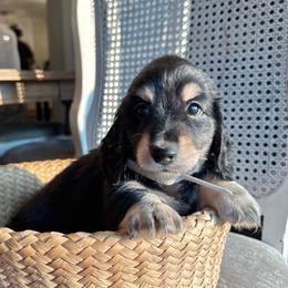 Fred - Black and cream male Dachshund puppy in Summertown, Tennessee from The Dapper Dachshund