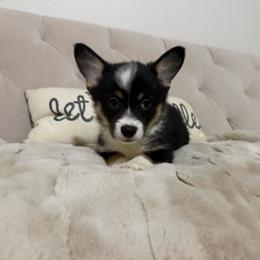 Prince - Black and tan male American Corgi puppy in Decatur, Texas from Bar S Corgis