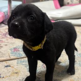 Yellow Collar - Black female Labrador Retriever puppy in Swainsboro, Georgia from Matthew's Labrador Retrievers