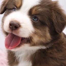 Miniature American Shepherds and Miniature Australian Shepherds from Chris Creek Ranch
