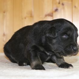 Gojo - Black tri-color male Australian Shepherd puppy in Macon, Georgia from Shaina’s Shepherds