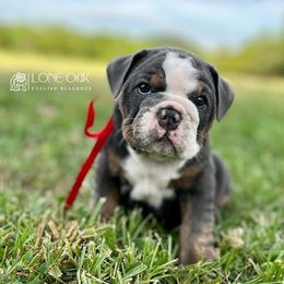 Australian Labradoodles and Bulldogs from Jena Edmond