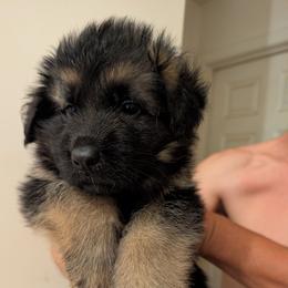 White - Black and red male German Shepherd puppy in Stuarts Draft, Virginia from Shengulli Shepherds