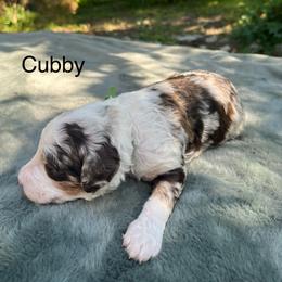 Cubby - Chocolate merle male Bernedoodle puppy in New Ringgold, Pennsylvania from Hawk Mountain Doodles