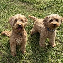 Double Doodle puppies from My Sweetest Doodle