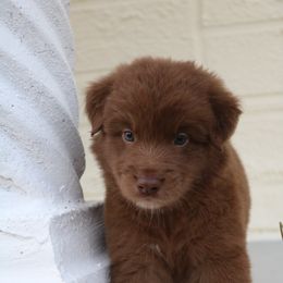 Australian Shepherd Puppies from Kiki's Aussies