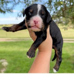 Witney - Tri-color female Bernedoodle puppy in Comanche, Texas from Central Texas Doodles, LLC.