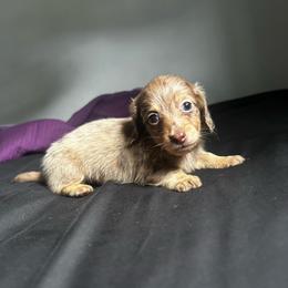 Boy 2 AKC - Chocolate and cream male Dachshund puppy in Lehigh Acres, Florida from Ruby Rose Dachshund Dynasty