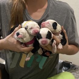 Girl 3 - female Old English Sheepdog puppy in Tulsa, Oklahoma from Yadah Sheepdogs
