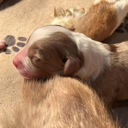 Boy 1 - Red merle male Australian Shepherd puppy in Johnson City, Tennessee from St. Isidore's Australian Shepherds