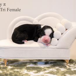Cherry pie - Black tri female Miniature American Shepherd puppy in Groesbeck, Texas from Epic Miniature American Shepherds