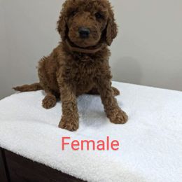 Girl 5 - Red  Poodle puppy in Gastonia, North Carolina from Singer Standards