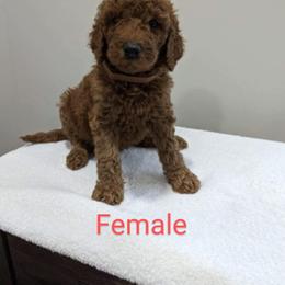 Girl 5 - Red  Poodle puppy in Gastonia, North Carolina from Singer Standards