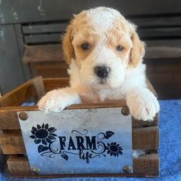 Sam - Red and white male Cockapoo puppy in Holton, Indiana from MoonShine Babies