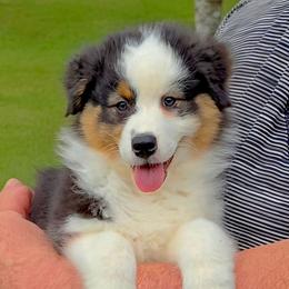 Oakley - Black tri-color female Australian Shepherd puppy in Red Oak, Texas from Wildwing Aussies