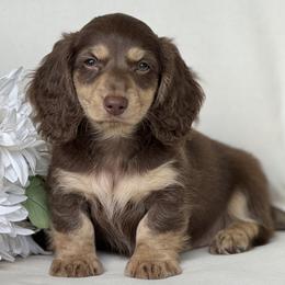 Chunk - Chocolate and tan male Dachshund puppy in Bentonville, Arkansas from Boujee Buns Dachshunds