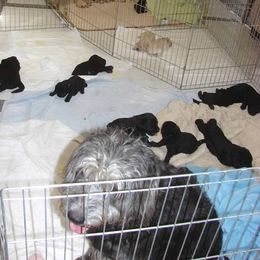 Australian Labradoodle Puppies from Gabby Jack Ranch