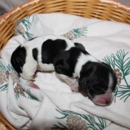 Redwood - Black white and tan male English Springer Spaniel puppy in Lexington, South Carolina from House Tiner Springers