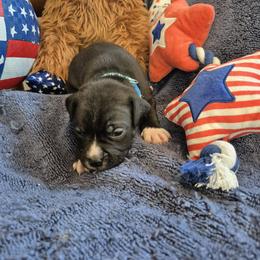 Boy 3 - Black male American Staffordshire Terrier puppy in Manton, Michigan from Freedom Amstaffs Legacies