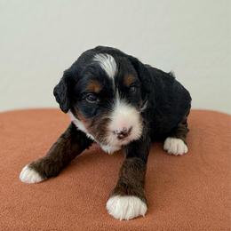 Astro - Tri-color male Bernedoodle puppy in Apache Junction, Arizona from Coffey House Doodles
