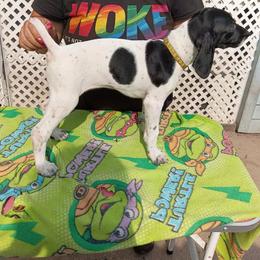 Yellow - Black and white female German Shorthaired Pointer puppy in Marble, Florida from Dancin' German Shorthaired Pointer's