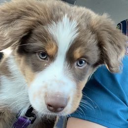 Australian Shepherd Puppies from Queen City Farm