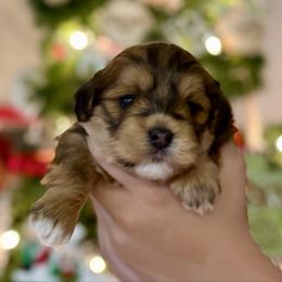 Asher - Red sable male Havanese puppy in Wappapello, Missouri from Titanium Havanese LLC