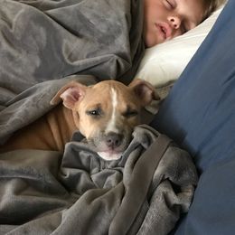 American Pit Bull Terrier Puppies from Kaotic APBTs