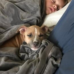 American Pit Bull Terrier Puppies from Kaotic APBTs