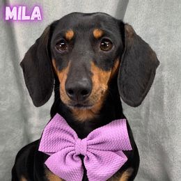 Lady Mila - Dachshund