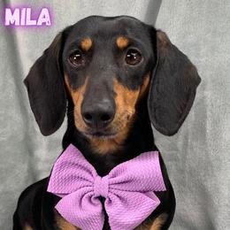 Lady Mila - Dachshund