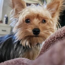 Yorkshire Terriers from Rosanna Brubacker