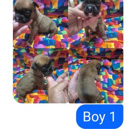 Boy 1 - Fawn male Boxer puppy in Pine River, Wisconsin from Jenks Boxers