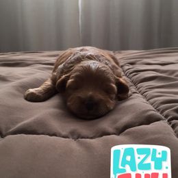 Goldendoodle Puppies from Delaryedoodles