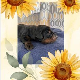 Boy 6 - Black and rust male Doberman Pinscher puppy in Neshkoro, Wisconsin from Sky’s Dobermans