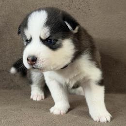 Keito - Black and white male Siberian Husky puppy in Miami, Florida from House of Ace & Iza