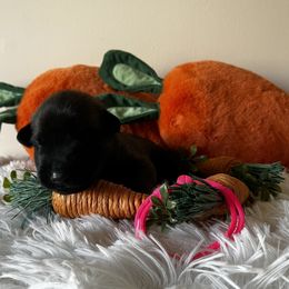 Belgian Malinois Puppies from Z Domu Niedzwiedzia Malinois