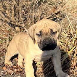 Boerboel Puppies from Relentless Boerboels