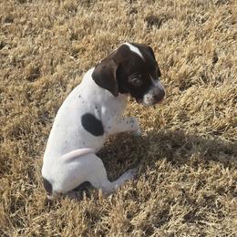 German Shorthaired Pointer puppies from Barnes GSPs