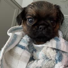 Brussels Griffon Puppies from Griffs & Co.