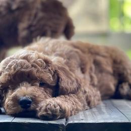 Goldendoodles and Wirehaired Pointing Griffons from Ole Poor Farm