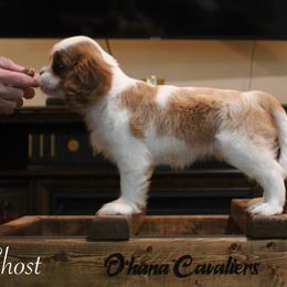 Cavalier King Charles Spaniel Puppies from Ohana Cavaliers