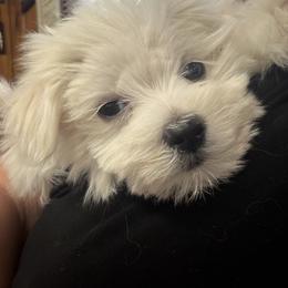 Maltese Puppies from Ayres to Heirs Puppy Co.