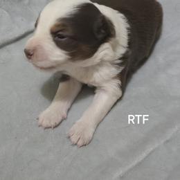 Girl 1 - Red tri female Miniature Australian Shepherd puppy in Bend, Oregon from Badlands Toy and Mini Aussies