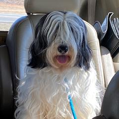 Tori - Polish Lowland Sheepdog