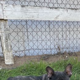 French Bulldog and Labrador Retriever Puppies from Desiree Ortiz's French Bull Dogs and Labrador Retrievers