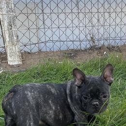French Bulldog and Labrador Retriever Puppies from Desiree Ortiz's French Bull Dogs and Labrador Retrievers