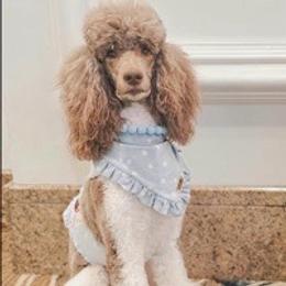 Bunnie - Poodle