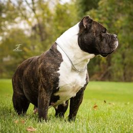 American Bullies from Get It Right Bullyz